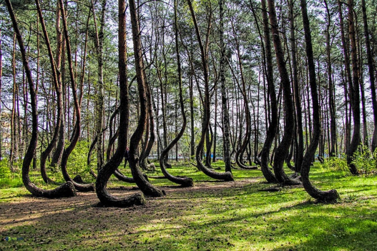 El bosque misterioso